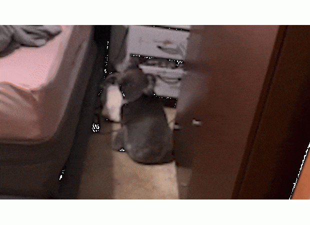 Australian couple finds a koala sleeping in their bed upon returning home.