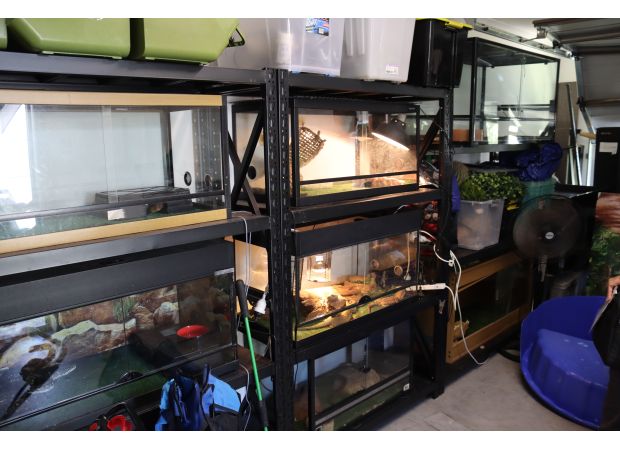 Woman fined $20,000 for having 26 reptiles and 18 eggs in her home.