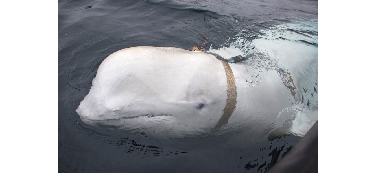 Russian scientists believe a beluga whale that was found wearing a harness may have been trained by the Russian navy.