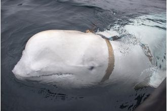 Russian scientists believe a beluga whale that was found wearing a harness may have been trained by the Russian navy.