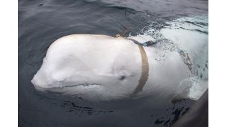 Russian scientists believe a beluga whale that was found wearing a harness may have been trained by the Russian navy.