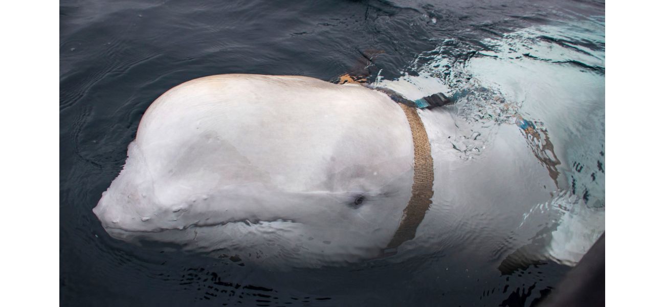 Expert solves the mystery of 'spy whale' with a solution to the 'hooligan' problem.