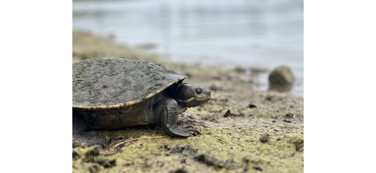 Dangerous chemicals called 'forever chemicals' may cause extinction of Australian turtles.