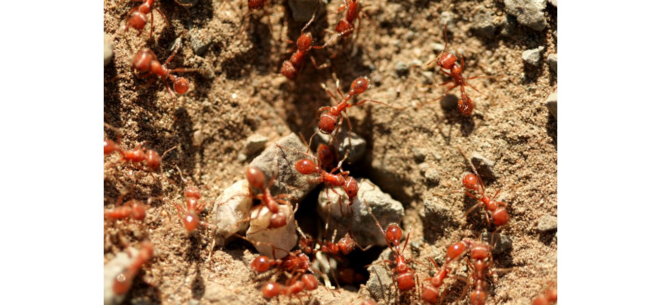 Deadly insects found in New South Wales following shipment of grass