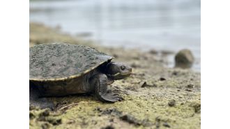 Dangerous chemicals called 'forever chemicals' may cause extinction of Australian turtles.