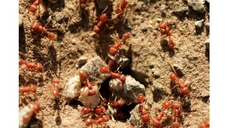 Deadly insects found in New South Wales following shipment of grass