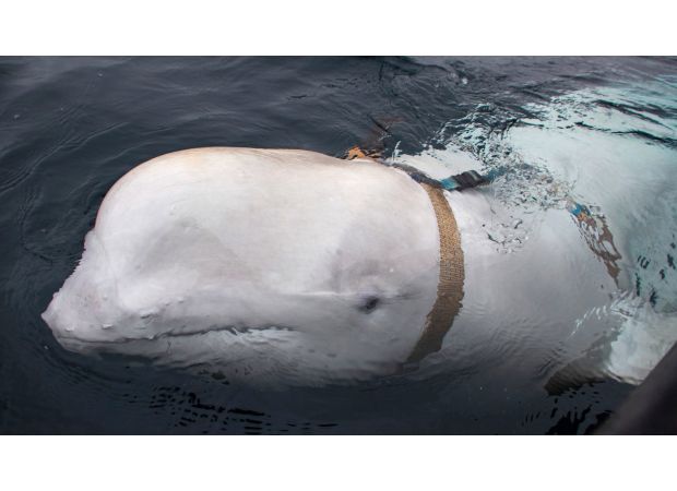 Expert solves the mystery of 'spy whale' with a solution to the 'hooligan' problem.