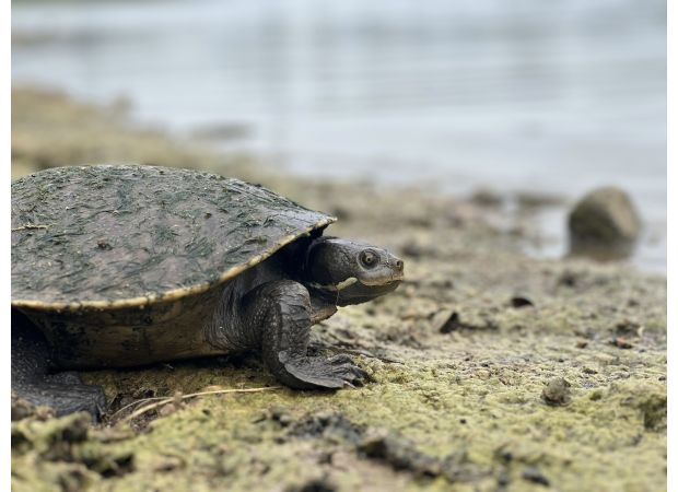 Dangerous chemicals called 'forever chemicals' may cause extinction of Australian turtles.