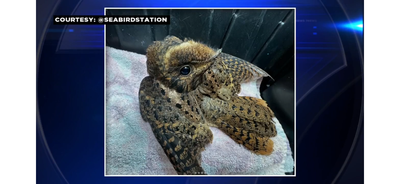 Pelican Harbor Seabird Station aids injured Chuck-will's-widow found by kind person on ground.