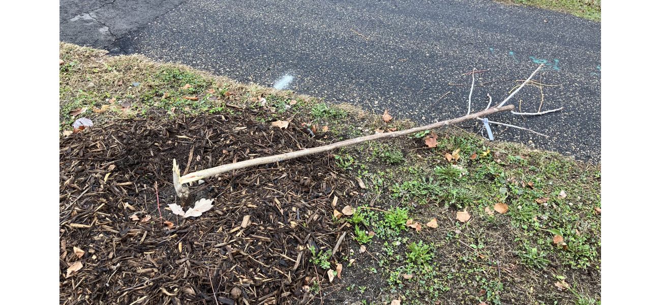 Vandalism causes damage to newly planted trees on St. Paul's Shepard Road. Dozens uprooted or destroyed.