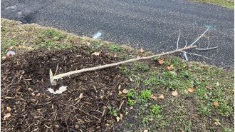 Vandalism causes damage to newly planted trees on St. Paul's Shepard Road. Dozens uprooted or destroyed.