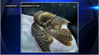 Pelican Harbor Seabird Station aids injured Chuck-will's-widow found by kind person on ground.