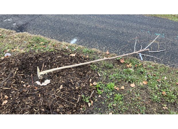 Vandalism causes damage to newly planted trees on St. Paul's Shepard Road. Dozens uprooted or destroyed.