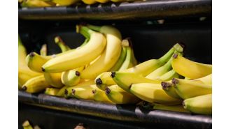 A politician's phobia of bananas prevents her from being near them.