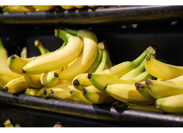 A politician's phobia of bananas prevents her from being near them.