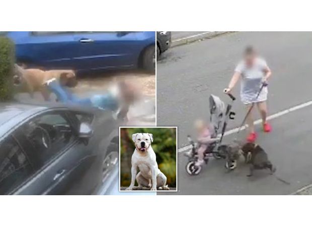 Police are concerned about a recent spike in dog attacks and warn that if it continues, a fatality is likely.