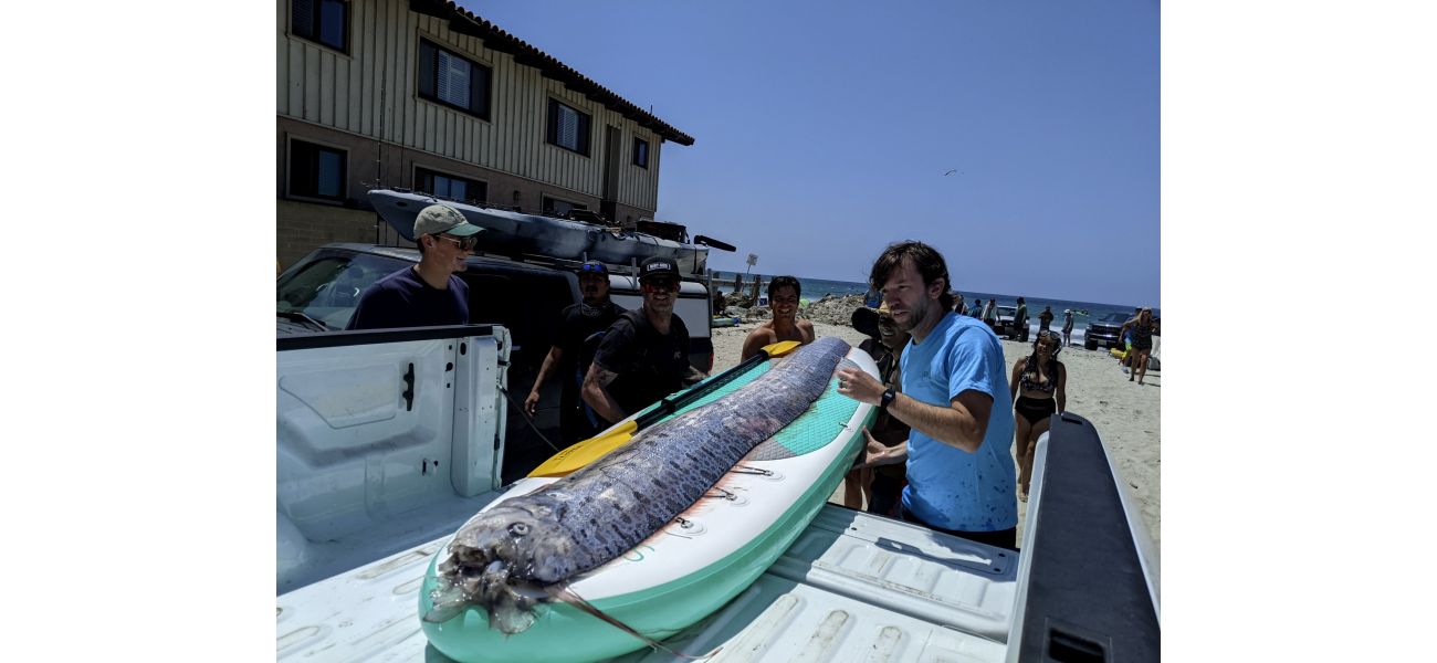 Rare fish appears on California beach again, sparking curiosity and concern about its elusive behavior.