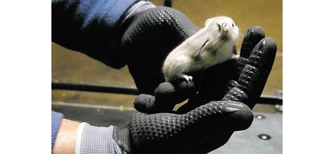 Flights stopped due to 130 chaotic hamsters in cargo area.