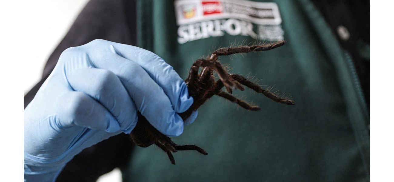 Man caught with 300 tarantulas strapped to him by police, facing charges for smuggling.