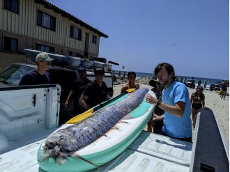 Rare fish appears on California beach again, sparking curiosity and concern about its elusive behavior.