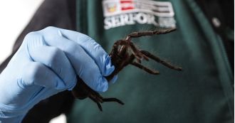 Man caught with 300 tarantulas strapped to him by police, facing charges for smuggling.