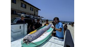 Rare fish appears on California beach again, sparking curiosity and concern about its elusive behavior.