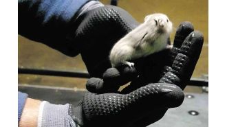 Flights stopped due to 130 chaotic hamsters in cargo area.