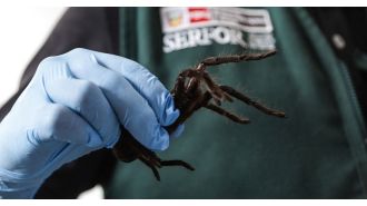 Man caught with 300 tarantulas strapped to him by police, facing charges for smuggling.