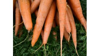 One person killed, 15 hospitalized in recent E. coli outbreak connected to organic carrots in multiple states.