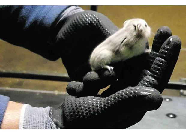 Flights stopped due to 130 chaotic hamsters in cargo area.