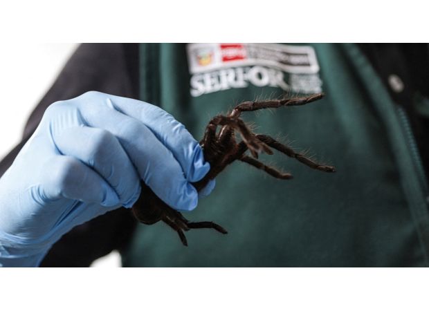 Man caught with 300 tarantulas strapped to him by police, facing charges for smuggling.