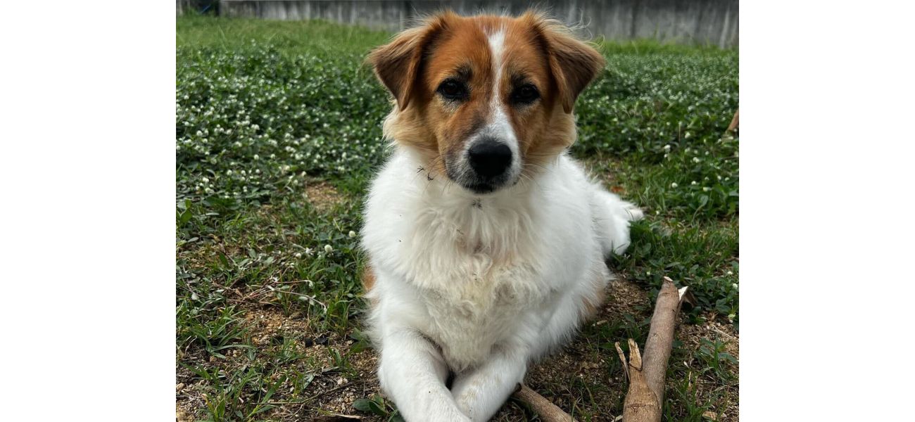 Generous strangers donated nearly $50,000 to a stray dog.