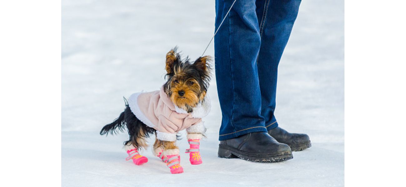 Pet owners should avoid using boots on their dogs during cold weather, according to a veterinarian's advice.
