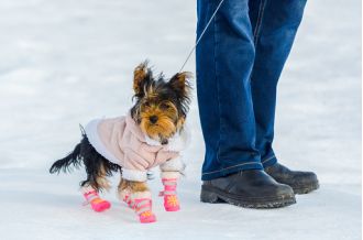 Pet owners should avoid using boots on their dogs during cold weather, according to a veterinarian's advice.