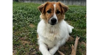 Generous strangers donated nearly $50,000 to a stray dog.