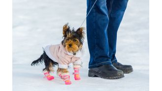 Pet owners should avoid using boots on their dogs during cold weather, according to a veterinarian's advice.