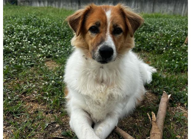 Generous strangers donated nearly $50,000 to a stray dog.