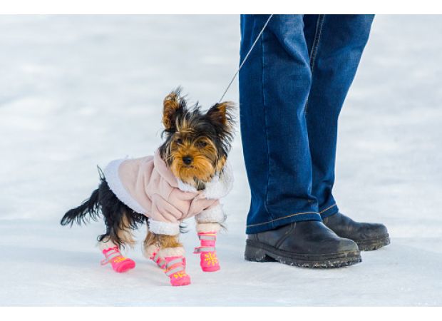 Pet owners should avoid using boots on their dogs during cold weather, according to a veterinarian's advice.