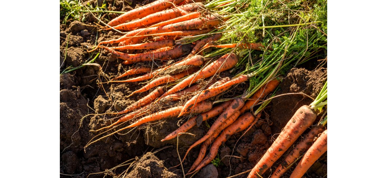 Carrots recalled due to E coli outbreak resulting in 1 death and 39 illnesses.