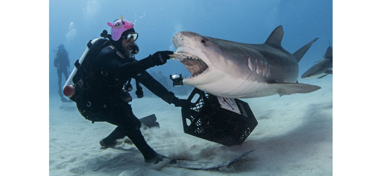 Experience being engulfed by a shark.