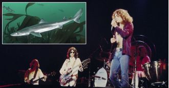 In 1969, Led Zeppelin, a mud shark, and a groupie were involved in a controversial incident.