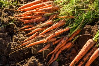 Carrots recalled due to E coli outbreak resulting in 1 death and 39 illnesses.