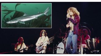 In 1969, Led Zeppelin, a mud shark, and a groupie were involved in a controversial incident.