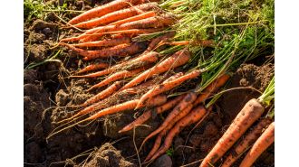 Carrots recalled due to E coli outbreak resulting in 1 death and 39 illnesses.
