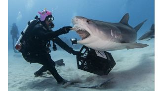 Experience being engulfed by a shark.