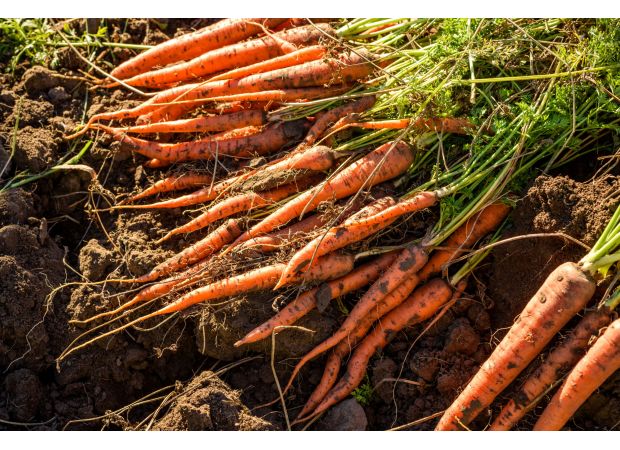 Carrots recalled due to E coli outbreak resulting in 1 death and 39 illnesses.