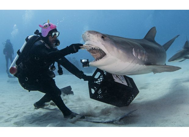 Experience being engulfed by a shark.