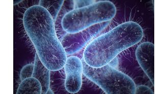 Gut bacteria that causes food poisoning may help combat bowel cancer.
