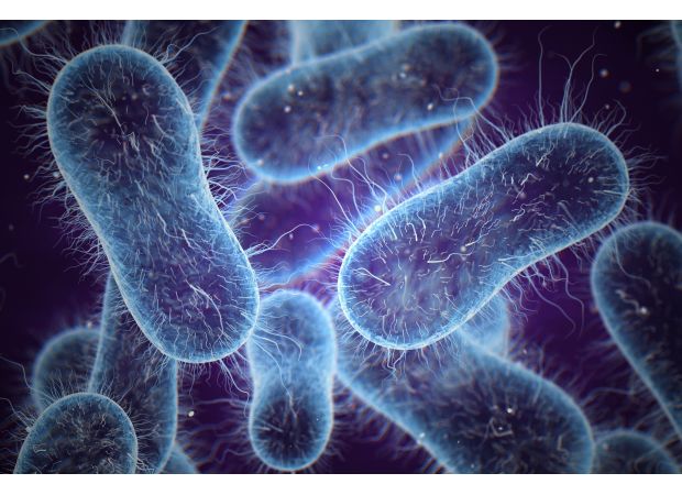 Gut bacteria that causes food poisoning may help combat bowel cancer.