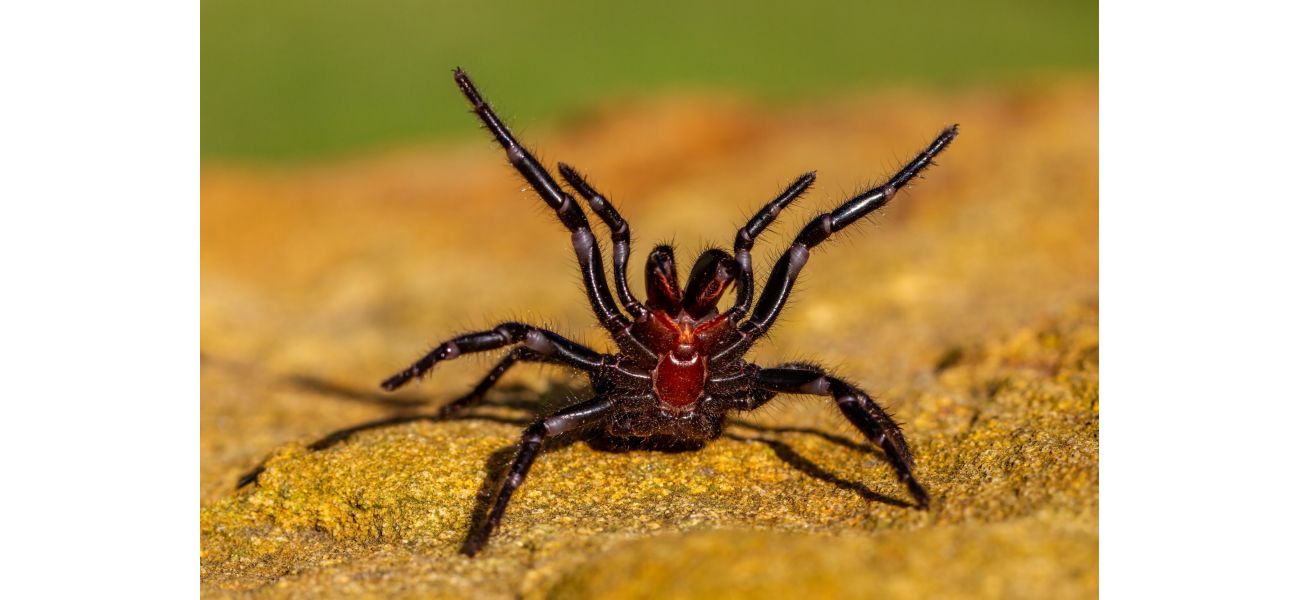 Animal park issues caution after dangerous spiders enter mating season